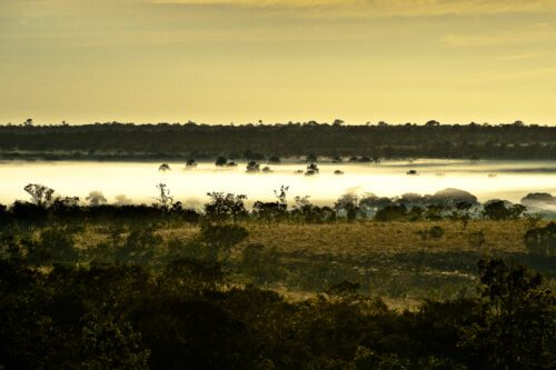 Cerrado i Brasilien är ett av jordens äldsta savanner och innehåller en enorm biologisk mångfald.