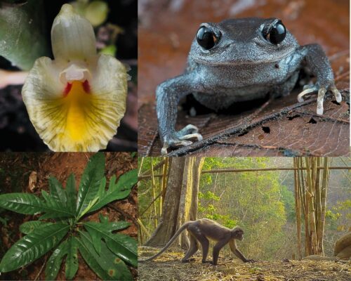 Plantan Amomum foetidum, grodan Leptobrachium lunatum, mullbärsträdet Artocarpus montanus och langurapan Trachypithecus popa är några av de många nyupptäckta arterna i Mekong.