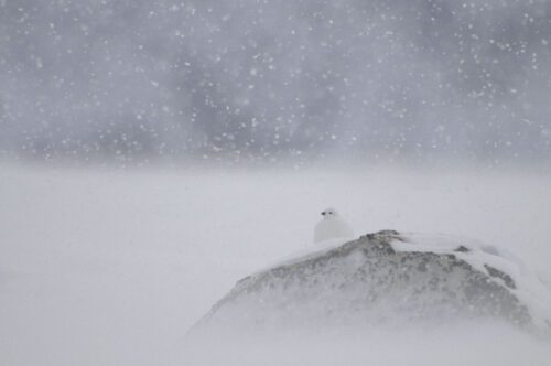 Willow grouse, Dovrefjell National Park, Norway