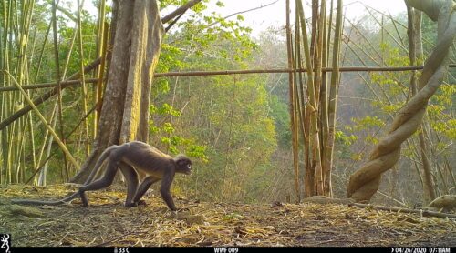 trachypithecus_popa.jpg