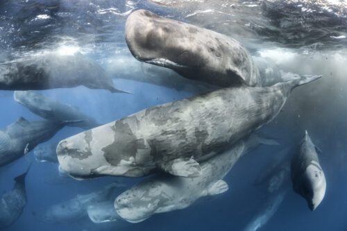 Kaskelottvalar i Indiska Oceanen.