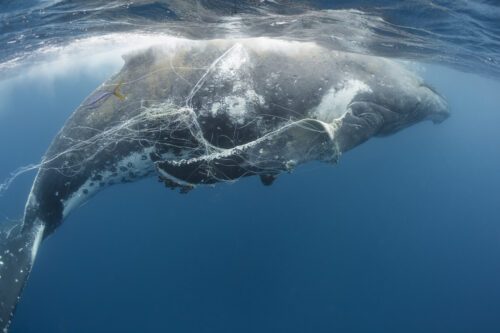 En knölval som trasslat in sig i fiskeredskap. Varje år dör över 300 000 valar till följd av detta.