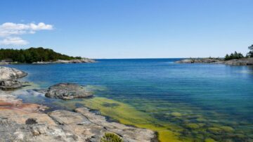 Alger i Östersjön.