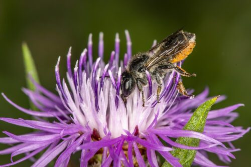 Ängstapetserarbi på rödklint. Foto: Ola Jennersten