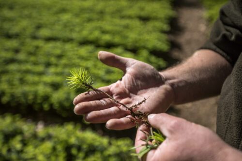 händer som håller i liten planta