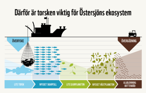 Förklaring av algblomning