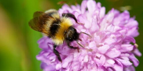 bi-pollinerar-foto-o.jpg