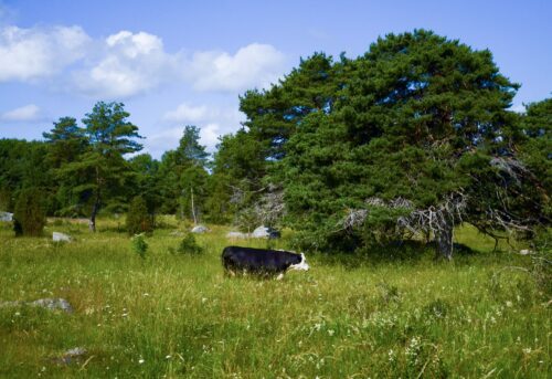 Betande kor i naturbeteslandskap Foto Jan Wärnbäck WWF.jpg
