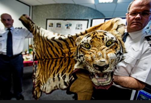 Tiger som beslagtagits på Heathrow flygplats, Storbritannien