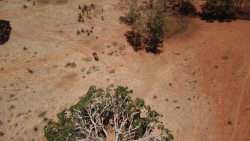 Photo credit ©WWF-Kenya  Hushed Hills Ltd_3.JPG