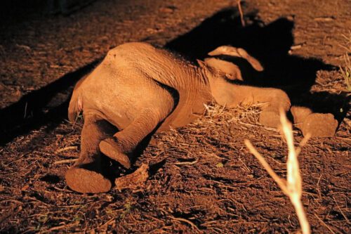 174A4088-foto WWF-Kenya Hushed Hills Ltd.jpg