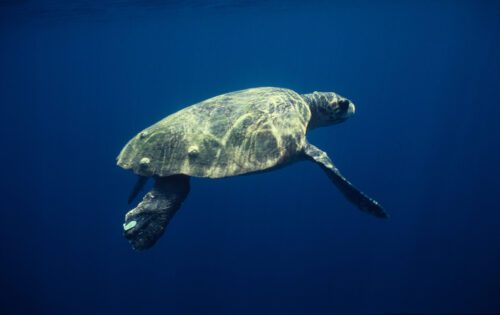 Havssköldpadda (Caretta caretta), Zakynthos, Grekland  Foto Michel Gunther.jpg