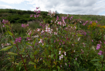 Rosa blommor av invasiv jättebalsamin som växer tätt i ett grönt landskap