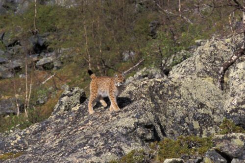 Lodjurshona på klippblock. Foto: Ola Jennersten.
