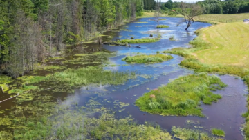 Vattensamling kantad av barrskog och gräs