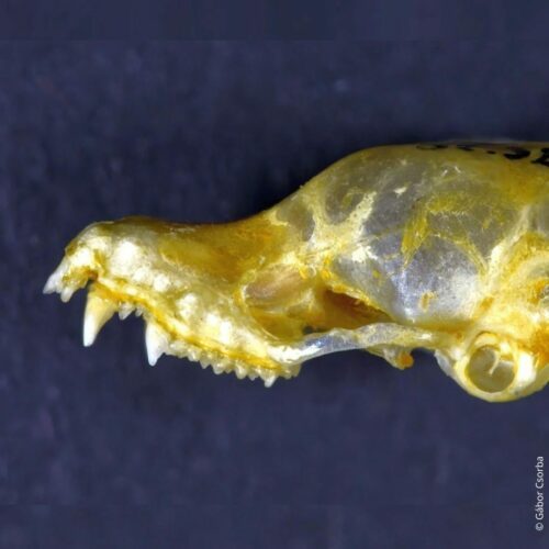 Hayes’ thick thumbed myotis , en musörad fladdermus i släktet myotis med stora tummar. Hittades på museum. Foto: Gabor Csorba