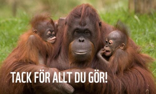 tack för allt du gör