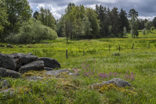 Denna äng har fått växa vilt och blivit rik på arter. Foto av Ola Jennersten/WWF.