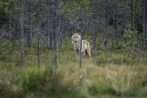 WWF betalar ut över 8 miljoner kronor till sex rovdjursprojekt i år. Foto: Ola Jennersten