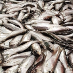 Strömming