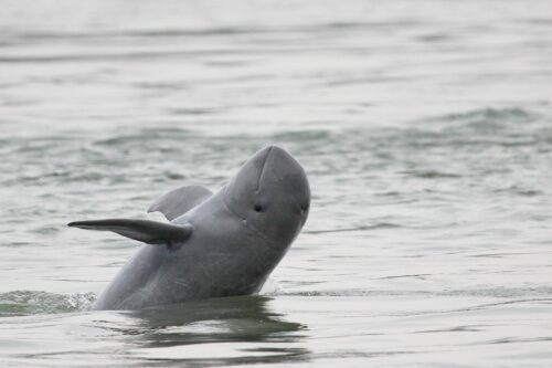 Irrawaddydelfin i Kambodja
