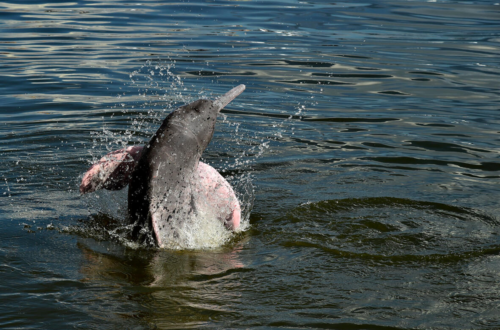 Amazondelfin