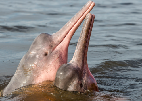 Amazondelfin
