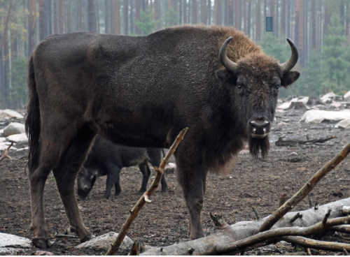 Visent från Kosta safaripark 2023. Foto Tommy Svensson