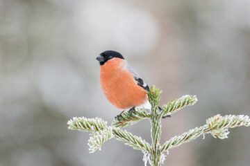 Domherre. Foto: Ola Jennersten