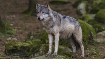 Varg i Sverige. Foto: Ola Jennersten
