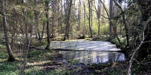 Liten vattensamling omgiven av träd.