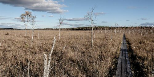Flackt markområde där det växer ris och några få träd. En plankbro sträcker sig över området.