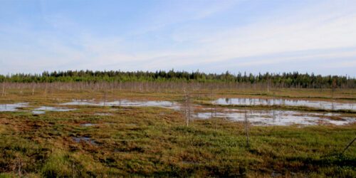 Flackt markområde med vattenpölar och mossa.