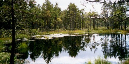 Liten sjö omgiven av träd.