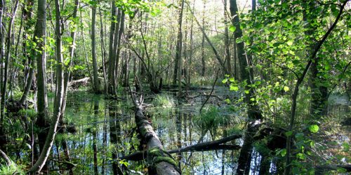Ett markområde med träd som står i vatten. Några träd är omkullvälta.