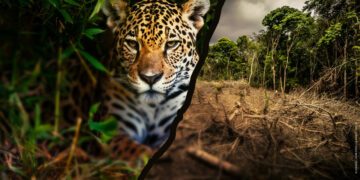 jaguar och avskogning i bild