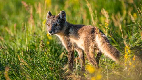 fjällräv foto Ola Jennersten.jpg
