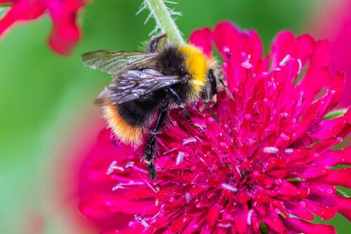 tips-färgglad-blomma-768×512