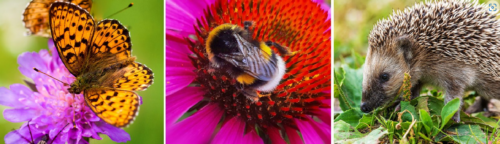 WWF uppmanar alla att delta i kampanjen "Gör Sverige vildare". Fotocollage: WWF