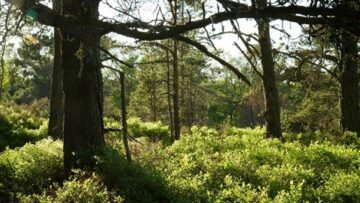 Germund Sellgren Skog Germund Sellgren skog