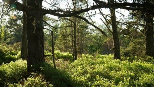 Germund Sellgren skog