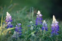 I Sverige är blomsterlupinen ett exempel på en invasiv art. Det är en nordamerikansk art som kommit hit som trädgårdsväxt. Den frodas och trivs men har spridit sig så mycket att den slår ut andra ängsblommor som annars hade skapat större variation i landskapet.