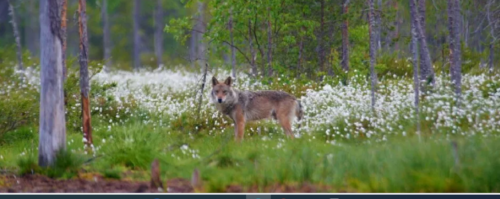 Varg omgiven av blommor      Foto Ola Jennersten