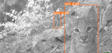 Quilinda – åtelkamera som registrerar vilda djur, här lodjur