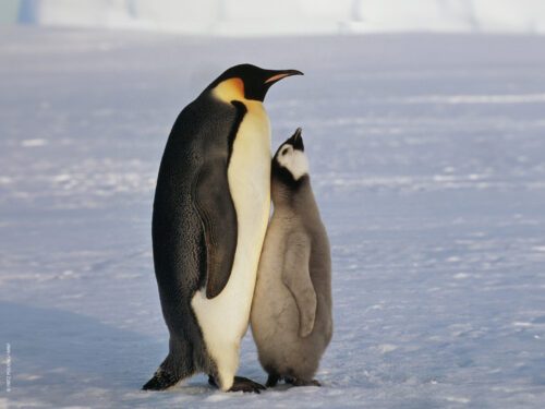 Två pingviner, en större och en mindra