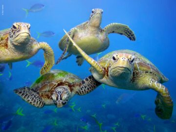 Fyra sköldpaddor simmar mot kameran