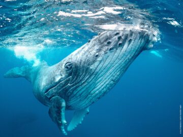 En stor val närmar sig ytan i ljusblått klart vatten