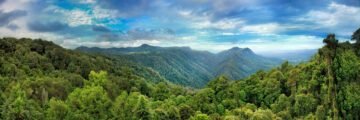 Bred panoramavy från en utsiktsplats i Dorrigo Nationalpark, Australien. Bilden visar bergskedjor och kullar täckta av evigt gröna, kalla regnskogar – en unik kvarleva från den forntida kontinenten Gondwana.