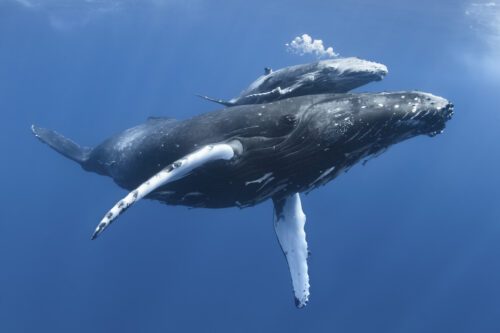 En knölvalskalv med skadad bröstfena simmar bredvid sin mamma i det klara vattnet utanför Tonga. Bilden visar ett ömt ögonblick mellan mor och barn under ytan i Stilla havet.