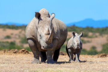 En afrikansk vit noshörning (Ceratotherium simum) med sin kalv i ett nationalparklandskap i Kenya. Bilden visar ett ögonblick av närhet mellan mor och unge i dagsljus, med fokus på familjeband och hotade arter.